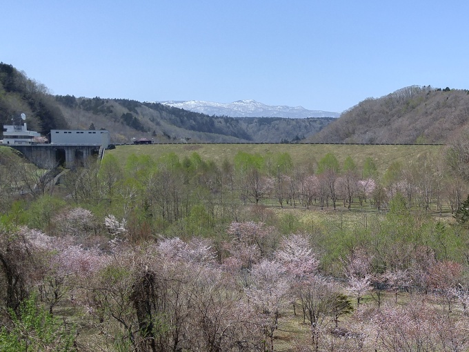 桜とダム堤体の写真