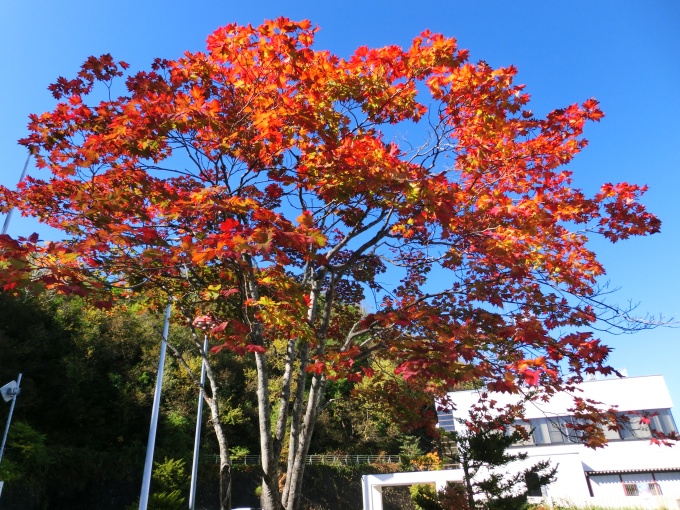 紅葉の写真その1