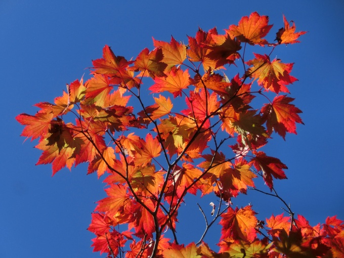 紅葉の写真その2