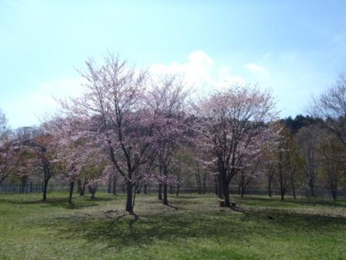 桜