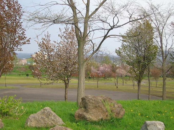 石狩川桜づつみ　(滝川市)