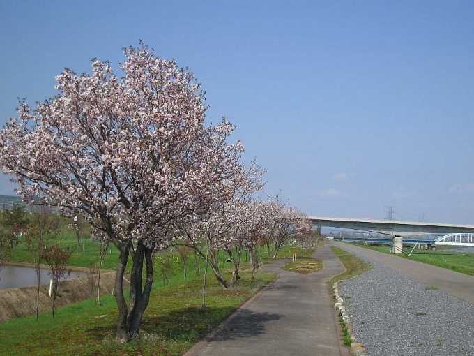 雨竜川桜づつみ　(沼田町)