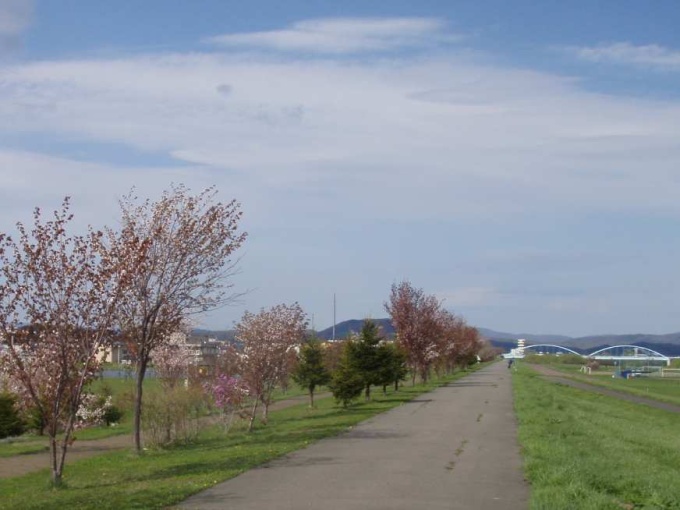 石狩川桜づつみ　（深川市）