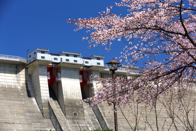 ダム堤体と桜画像