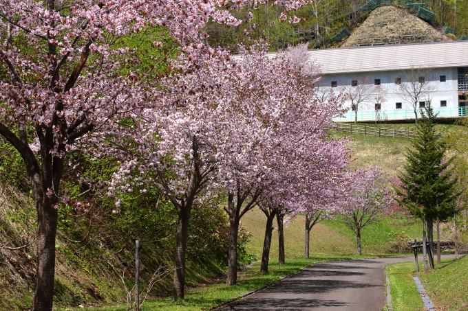 下流園地の桜画像