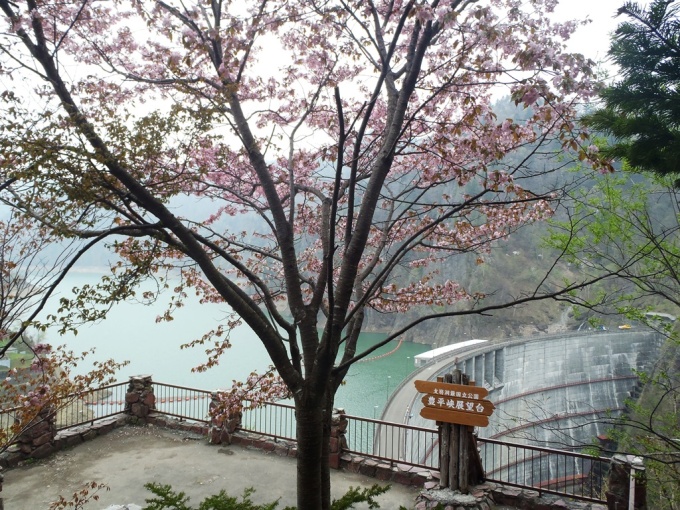 豊平峡ダムを背後に咲く桜の写真