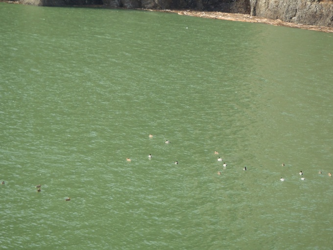 ダム湖で羽を休めるカモの写真