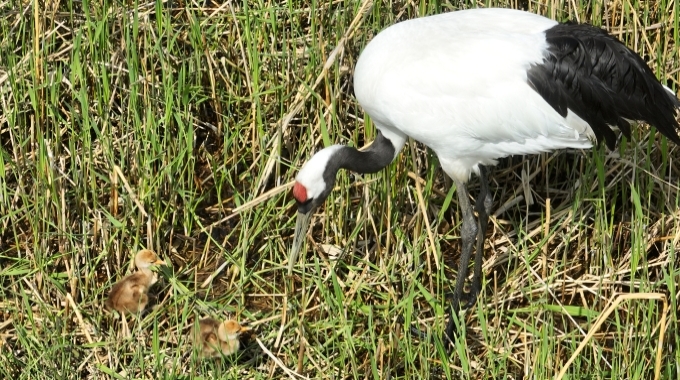 親鳥とヒナ