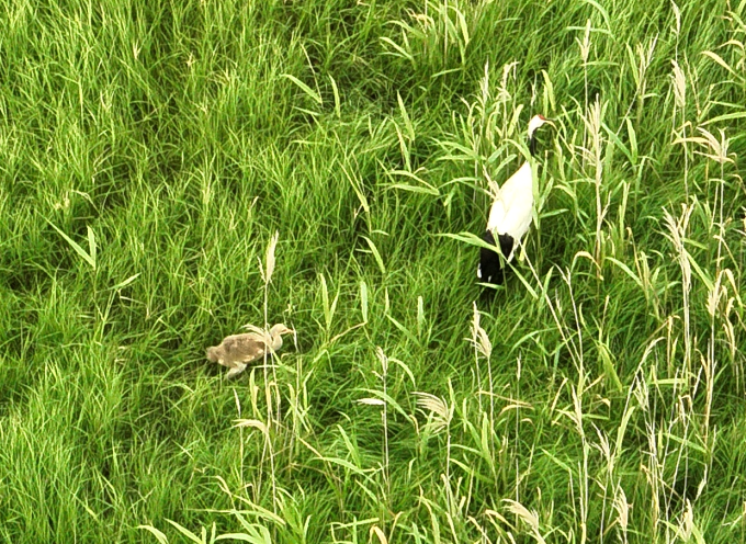 親鳥とヒナ
