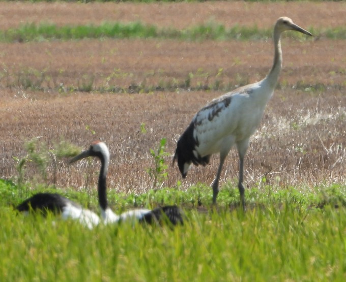 親鳥とヒナ