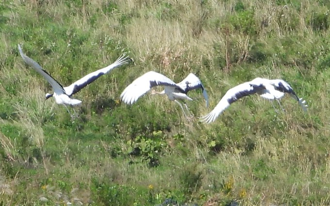 親鳥とヒナ