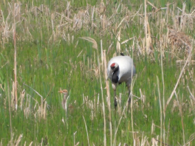 母鳥とヒナ