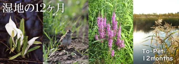 湿地の12ヶ月