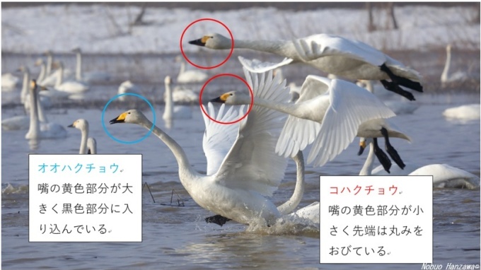白鳥の特徴を説明する写真
