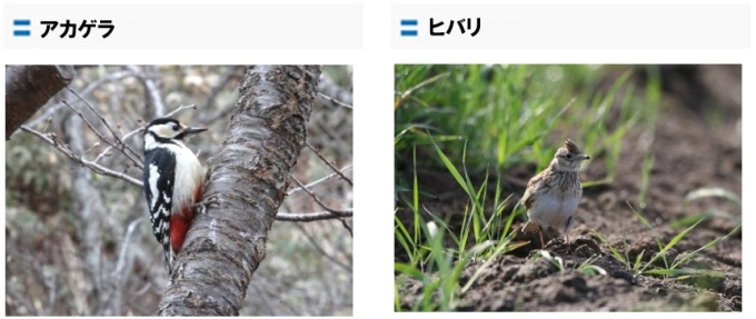 アカゲラ、ヒバリ