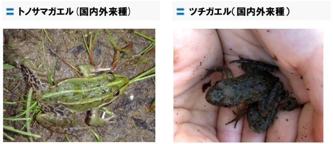 トノサマガエル、ツチガエル