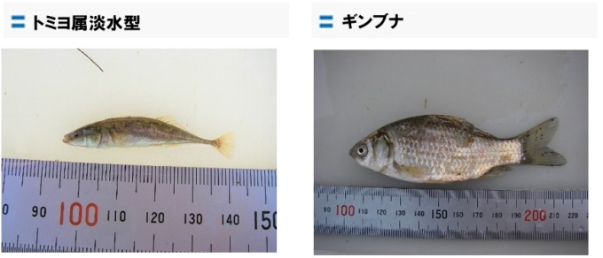 トミヨ属淡水型、ギンブナ