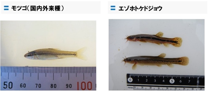 モツゴ（国内外来種）、エゾホトケドジョウ