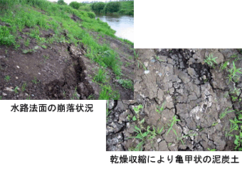 水路法面の崩落状況　乾燥収縮により亀甲状の泥炭土