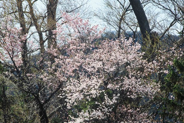 山桜(1)