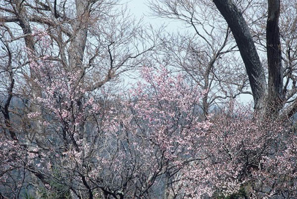 山桜(4)