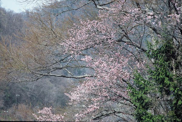 山桜⑤