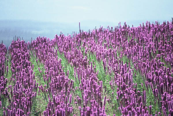 中富良野町の花畑