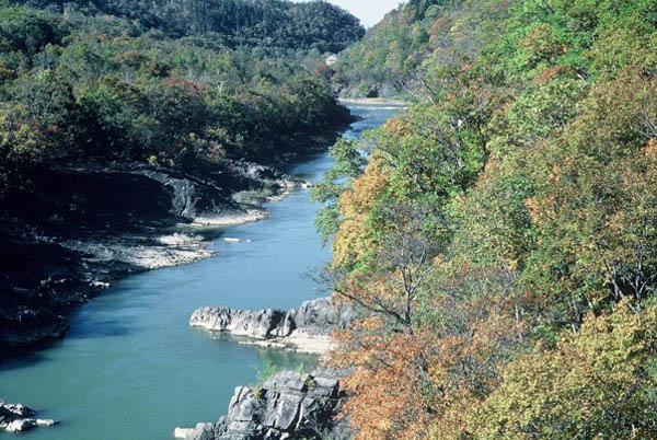 空知川の紅葉