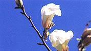 白い花が咲いた樹木
