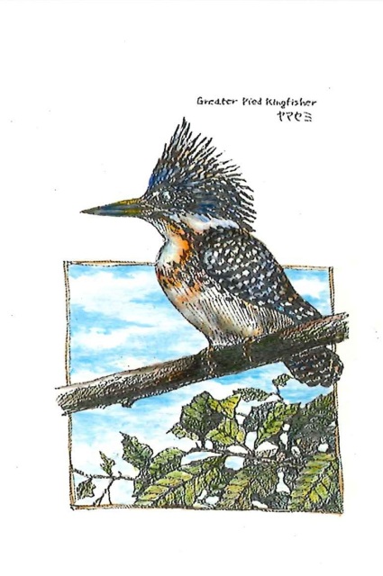 ヤマセミのイラスト