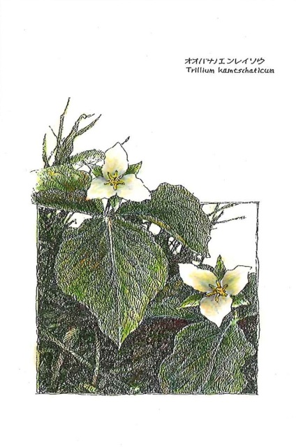 オオバナノエンレイソウのイラスト