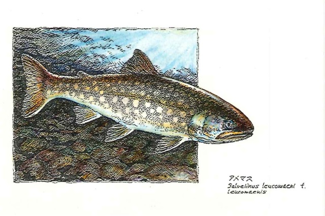 アメマスのイラスト