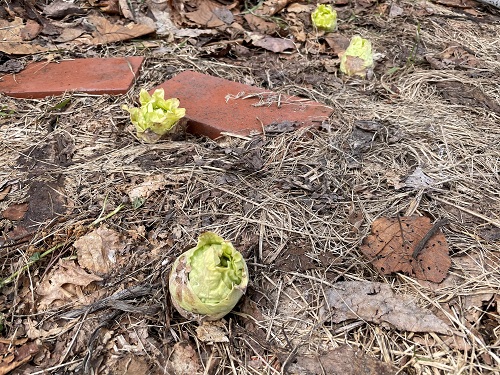令和8年3月26日　漁川ダムからの風景