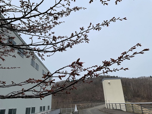 令和8年4月27日　漁川ダムからの風景