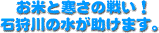 お米と寒さの戦い！石狩川の水が助けます。