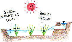 太陽のイラスト